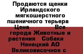 Продаются щенки Ирландского мягкошерстного пшеничного терьера › Цена ­ 30 000 - Все города Животные и растения » Собаки   . Ненецкий АО,Великовисочное с.